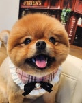 딩그루밍
