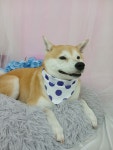 콩원장 댕댕묭실