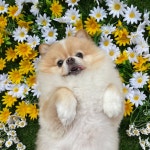 펫드림 애견유치원 애견호텔