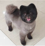 펫매니저