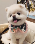 딩그루밍