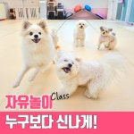아이멍 강아지유치원 애견유치원 애견호텔