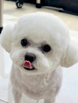 펫매니저