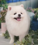 콩원장 댕댕묭실