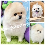 콩원장 댕댕묭실
