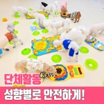 아이멍 강아지유치원 애견유치원 애견호텔