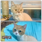 파주고양이미용실