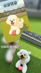 싱글댕글 애견유치원&애견호텔