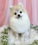 똥깡아지 애견유치원&애견호텔