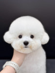 리틀포우