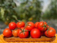 데일리레드 토마토 농장