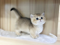 오케이독 부천본점