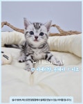 창원고양이분양 퍼스트캣 창원점