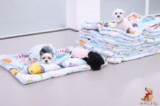 퍼피스프링 강서점