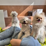 출근길 강아지 유치원 호텔