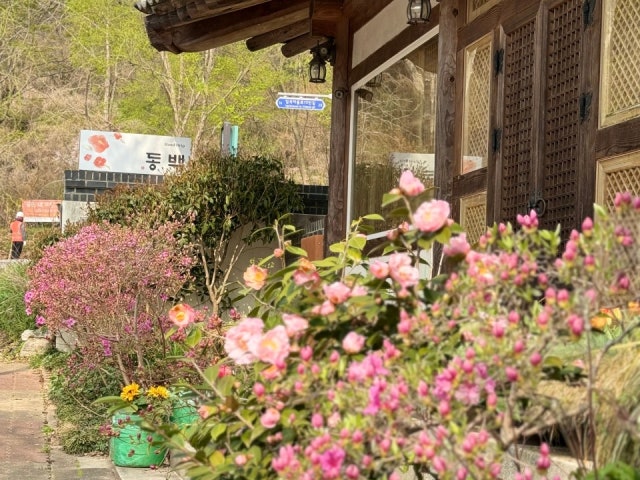 동백