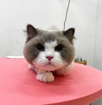 르블랑펫살롱 배곧점