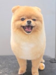 뽀송하개