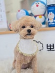 뽀송하개