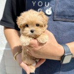 부산강아지분양 유독