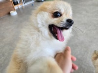 구름이 그린 달빛 애견미용 애견호텔