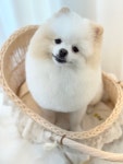 몽끌림