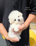 부산강아지분양 유독