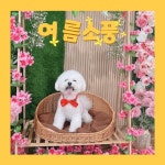 마인드몽 애견유치원 애견호텔 미용