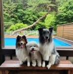 더큐브 애견풀빌라