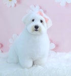 소중하개 펫살롱