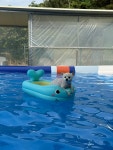 구미도그