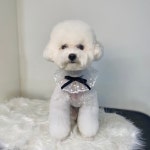 솔펫애견미용놀이터