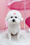 블링블링하개