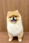모랑펫살롱
