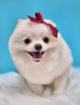 뛰댕길겨미용할겨
