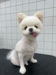 라우프독