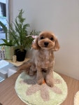 라우프독