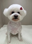 라우프독