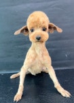 삼둥이네 pet salon