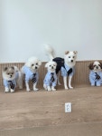 취향저견