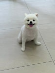 강아지미용실