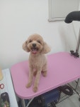 엄댕샵