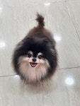 펫매니저