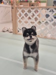 헬로퍼피