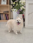 헬로퍼피