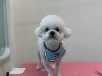 달코살롱