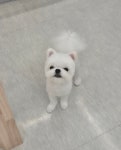 헬로퍼피