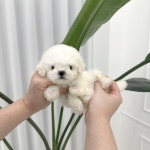 울산 강아지분양 멍클레어