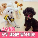 아이멍 강아지유치원 애견유치원 애견호텔