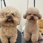 제니멍멍미용&제니네일샵